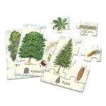 Žaidimas „Ar pažįsti medžius?“-2845